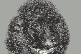 Пушистый круглый ковер с индивидуальным эксклюзивным дизайном - фотография домашнего питомца